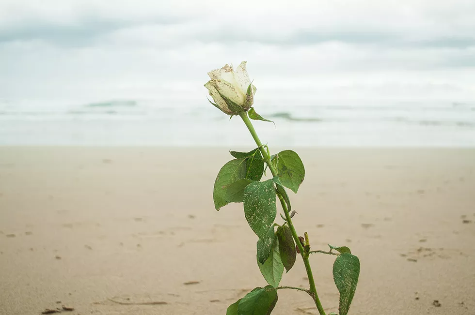 Nahaufnahme einer weißen Rose am Strand