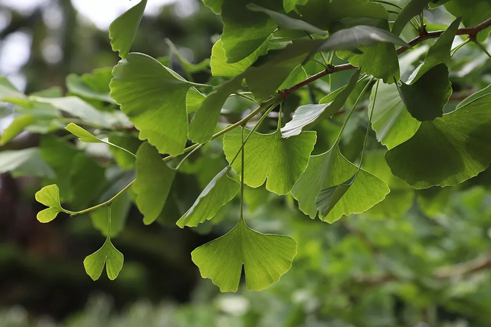 Nahaufnahme der Blätter eines Ginkgobaums